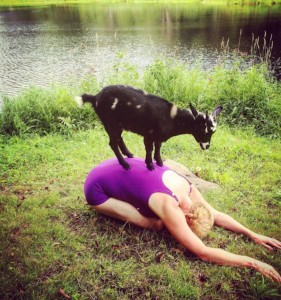 goat yoga
