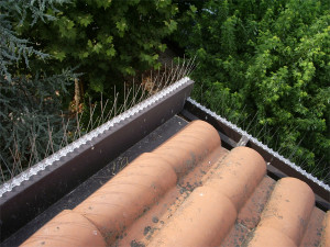 dissuasori per grondaie