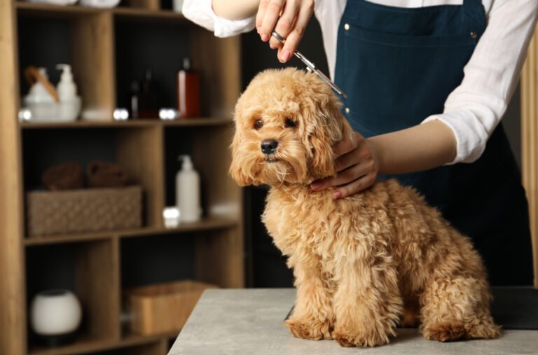Toelettatura professionale, perché la qualità delle attrezzature incide su tempi, precisione e comfort dell’animale attrezzature toelettatura professionale